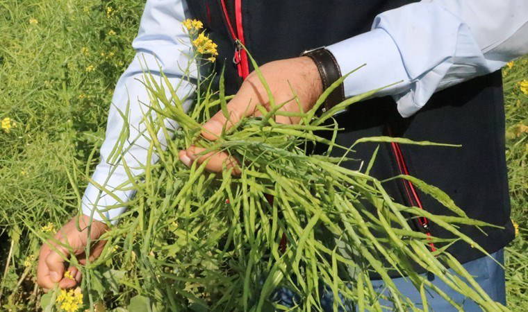 Siirt'te deneme amaçlı ekilmişti, hasadı başladı: Dönüm başı 6 ton verim!