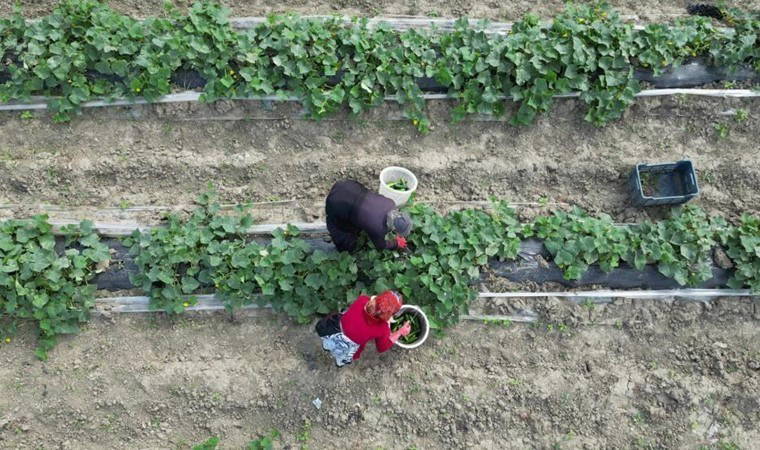 Bereketli topraklarda hasat başladı: Tarlada 30 TL