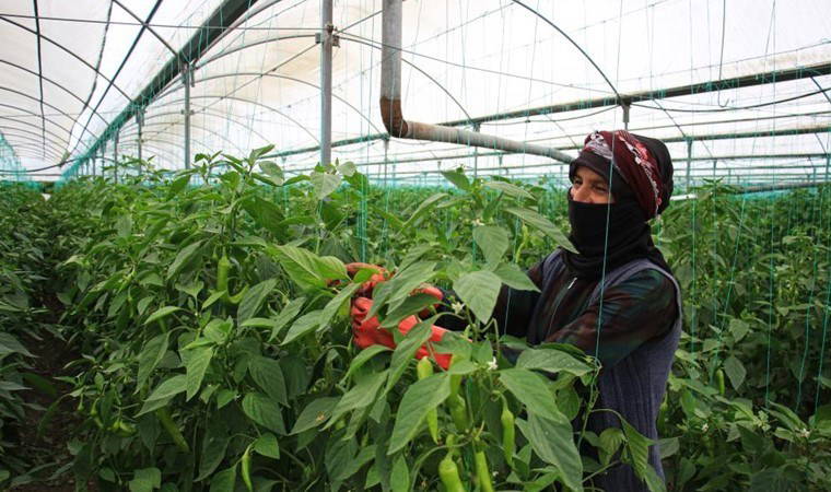 Mersin'de zorlu hasat başladı