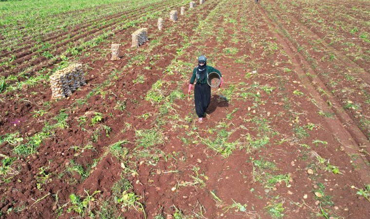 Adana’da ilk hasat başladı:  300 bin ton rekolte bekleniyor
