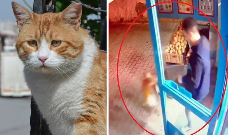 Kediyi tekmeleyen market çalışanına tepki: 'Şikayet ettik, takipçisi olacağız'