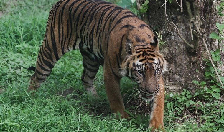 Nesli tükendiği düşünülen hayvan yaşıyor olabilir