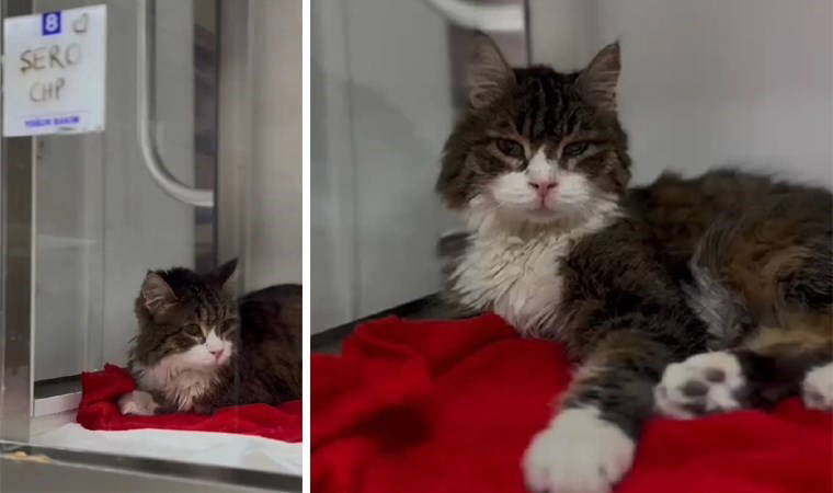 CHP'nin maskotuydu: Kedi Şero'nun tedavisi bitti, sağlığına kavuştu