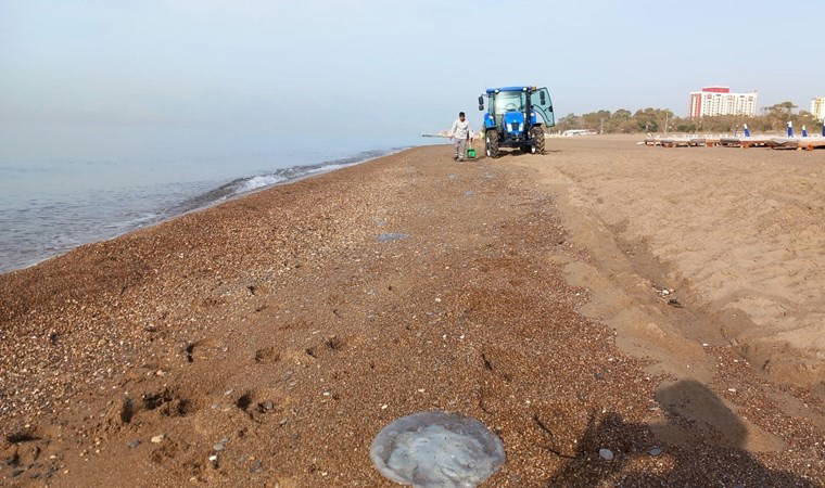 Antalya'da yüzlerce denizanası kıyıya vurdu
