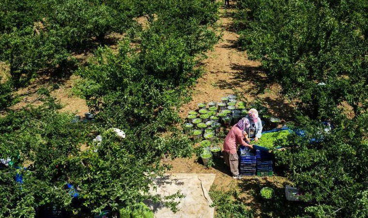 Sadece Turgutlu'da yetişiyor! 10 bin dekar arazide yıllık ortalama 40 bin ton üretiliyor...