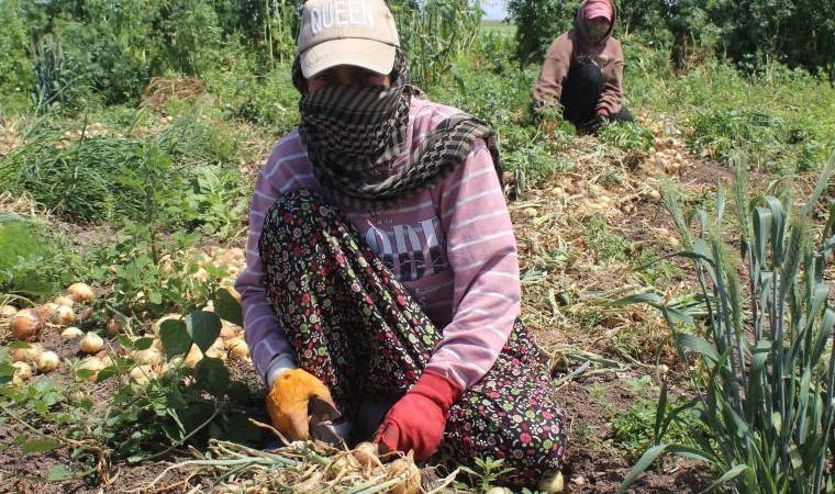 Amik Ovası'nda hasat başladı: Günlük 900 TL için 350 km yol  aldılar