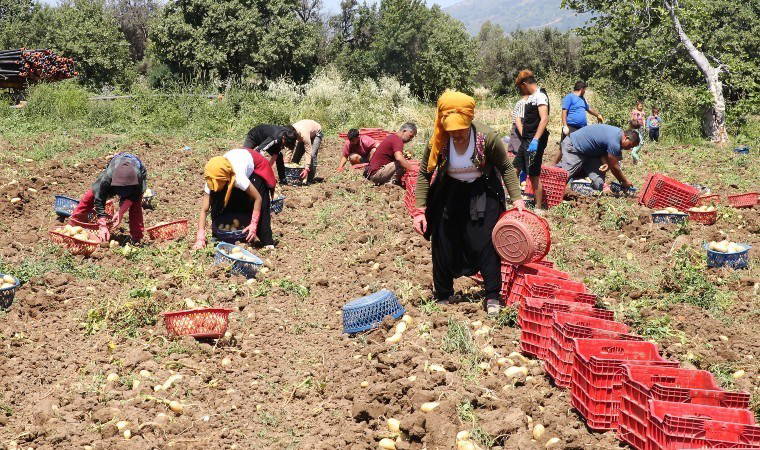 Datça'da hasat sona eriyor: 2 bin dekarda üretildi, 17 TL'ye satılıyor