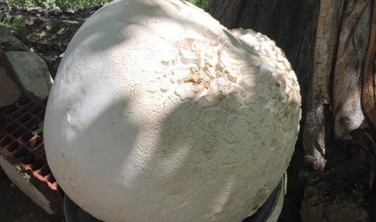 Köylüler kaya zannetti! Elazığ'da bulundu, 13 kilogram ağırlığında...