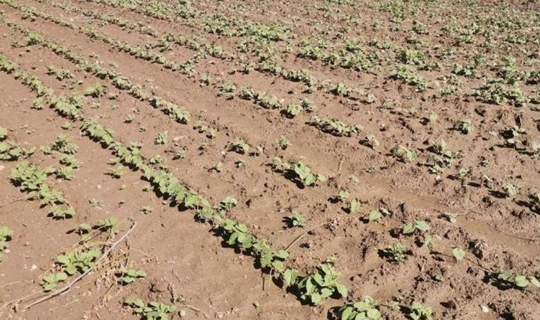 Afyonkarahisar'da fasulye ve patates tarlalarında süreç sil baştan: Ekim yeniden yapılacak!