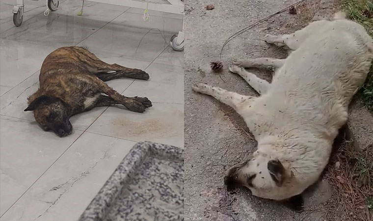 Bir hafta içinde çok sayıda köpek ölü bulundu: STK'ler harekete geçti!
