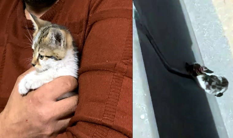 Trafikte mahsur kalan kediyi kurtarıp adını 'refüj' koydu