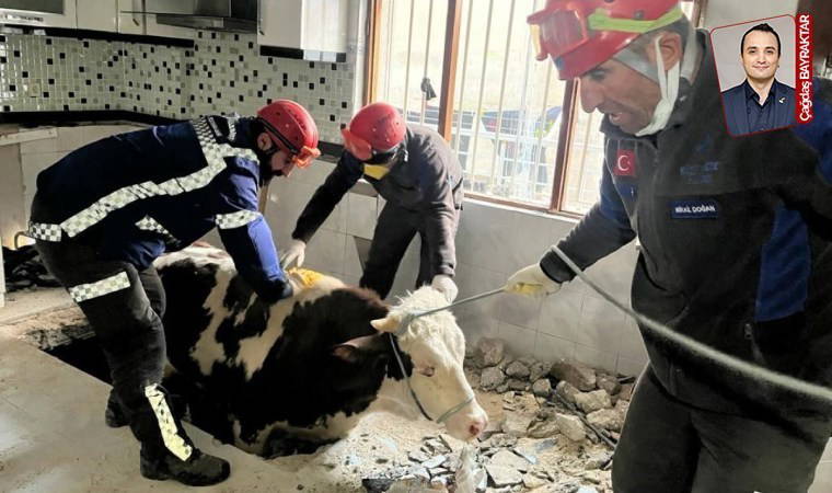 Kahramanmaraş merkezli deprem, hayvancılığı ve çiftçiyi vurdu