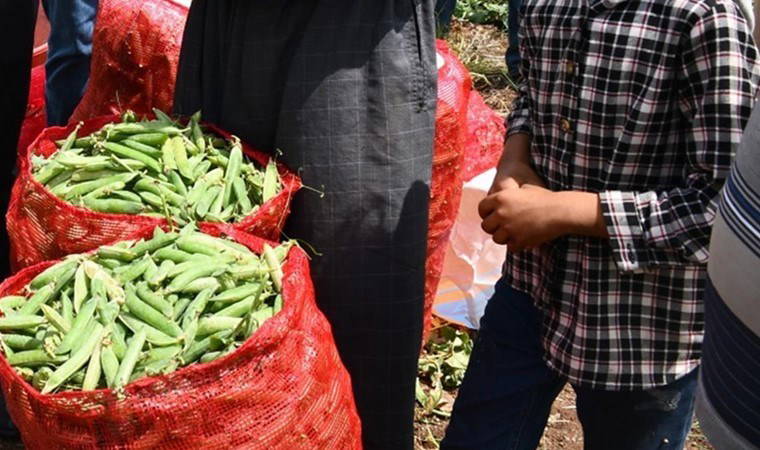 İslahiye'de 10 bin dönüm arazide hasat sürüyor