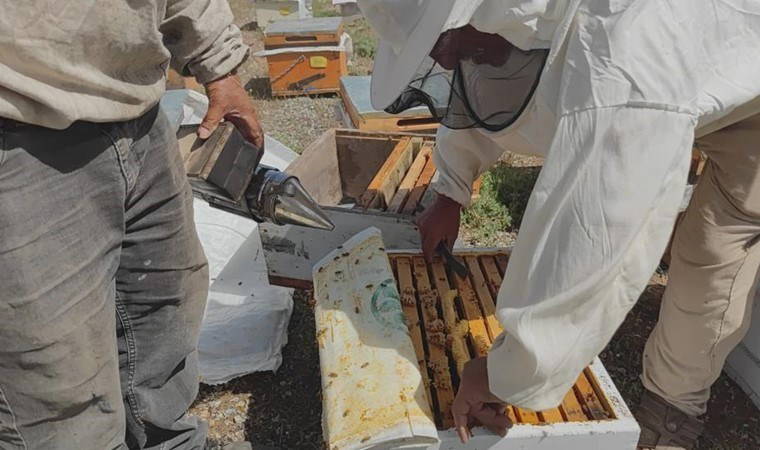 Süphan Dağı’nın eteklerinde hasat başladı! 5 ay sürecek...