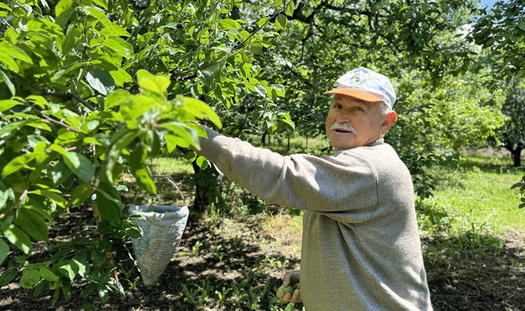 Kartepe'de hasat öne çekildi! Kilosu 80 liraya satılacak...