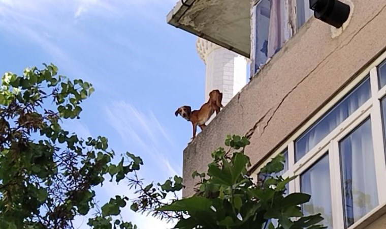 İstanbul'da vicdanları sızlatan olay: 'Sokak köpeklerini eve kapattı' iddiası