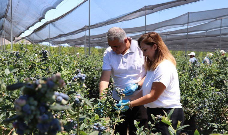 25 yıllık öğretmen çiftçi oldu: 15 bin saksıda üretim yapıyorlar Hollanda ve Rusya'ya ihraç ediyorlar