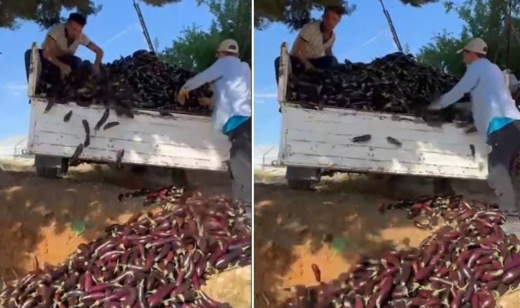 Fiyatı beğenmeyip bir kamyon patlıcanı çöpe döktü