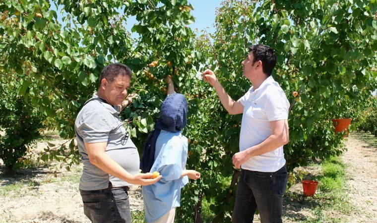 Mersin'in meyve deposu ilçesinde hasat başladı: 77 bin 800 dekar alanda yetişiyor! 120 bin ton rekolte bekleniyor