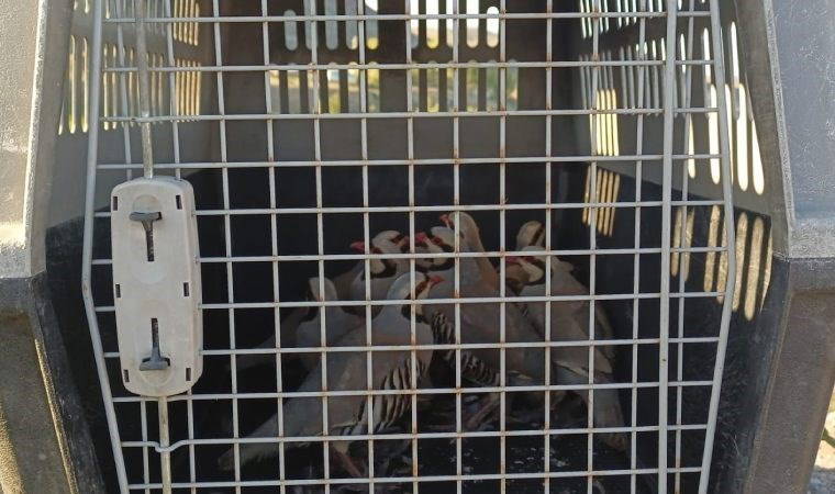 Van'da keklik avcılarına ceza