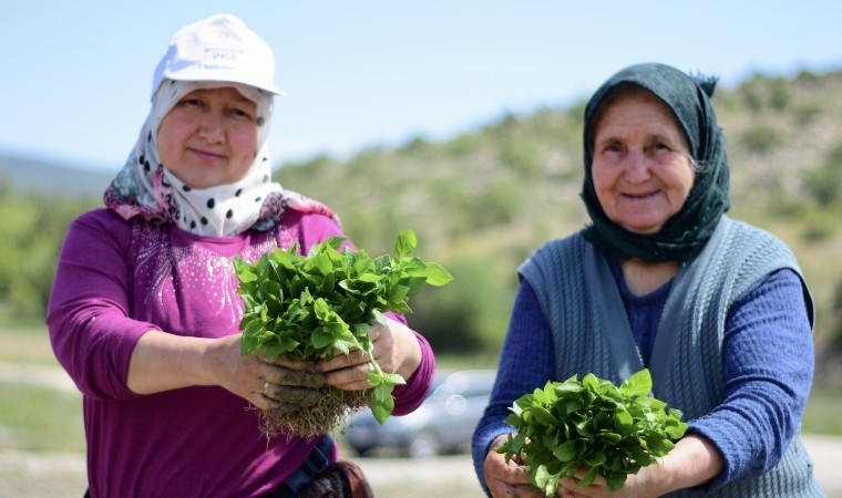 Çukurören'de dikim dönemi başladı: Sonbaharda hasat edilecek