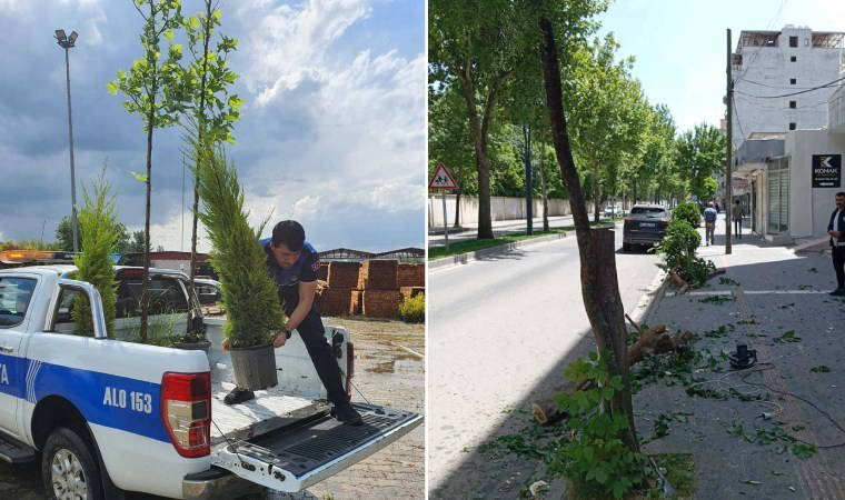 Esnafa, kestiği ağaç için 5 fidan hibe cezası