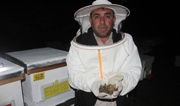 Çanakkale'de toplu arı ölümleri: 'Basit bir şey değil'