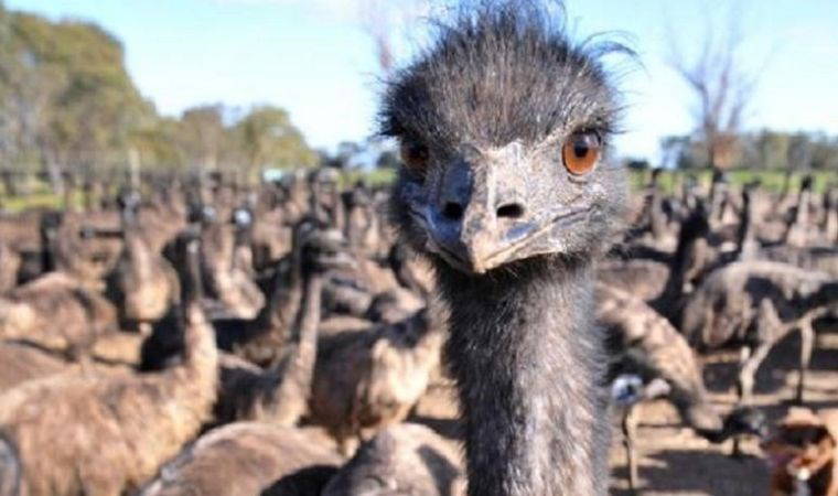 Dünyanın en ilginç savaşı: Avustralya Ordusu'nu yenen kuşlar