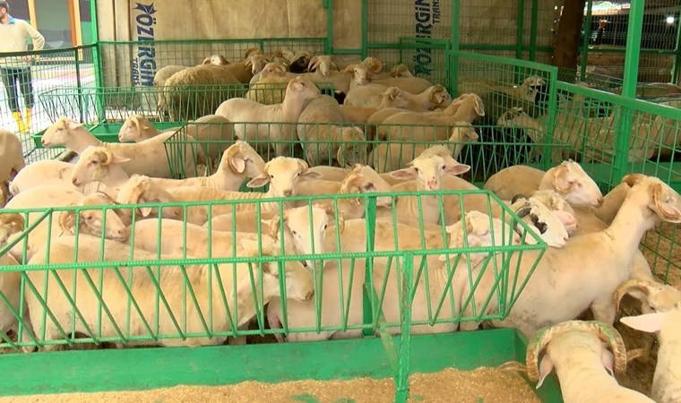 Kurban Bayramı yaklaşıyor... Fiyatlar ne durumda?