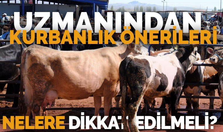 Uzmanından kurbanlık önerileri: Nelere dikakt etmeliyiz?