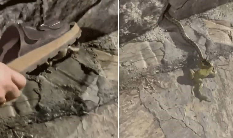Anne terliğiyle yılanı ekmeğinden ettiler