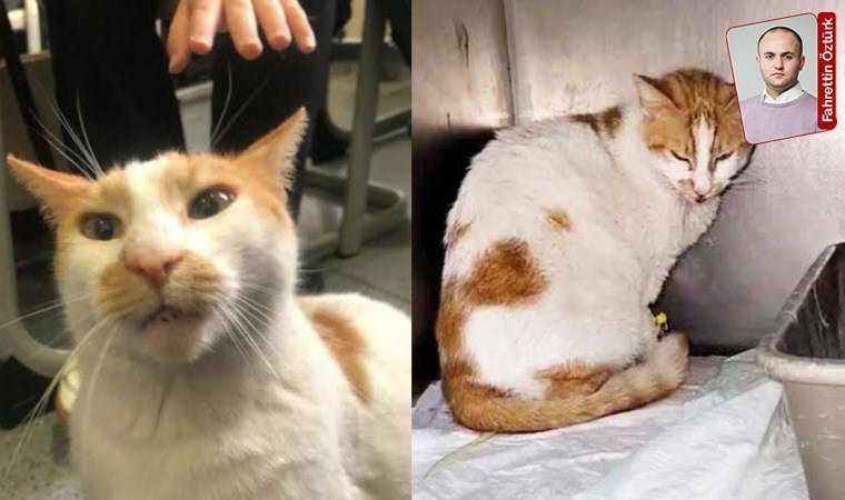 Kedi Faruk davasında sanık hakim karşısında: Öğrenciler tanık olacak
