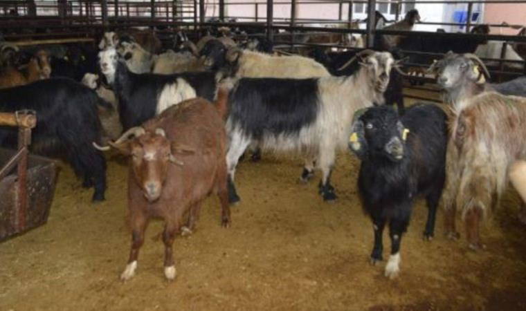 Kurban Bayramı yaklaşırken… 20 mahalleye şap karantinası