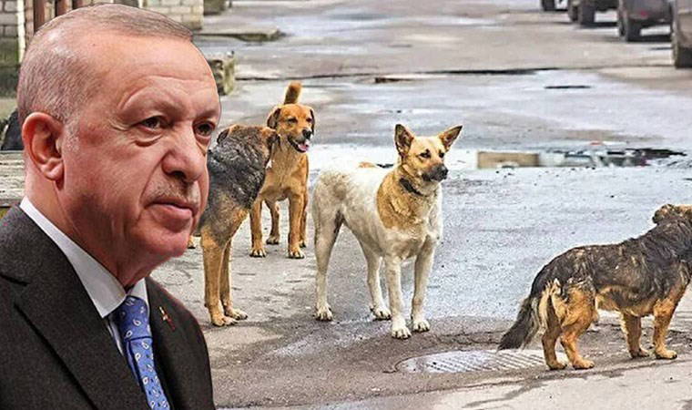 'Sokak Hayvanları' için 4 Bakanlığın hazırladığı çalışma AKP'ye sunuldu: 'Uyutulma' gündemde...