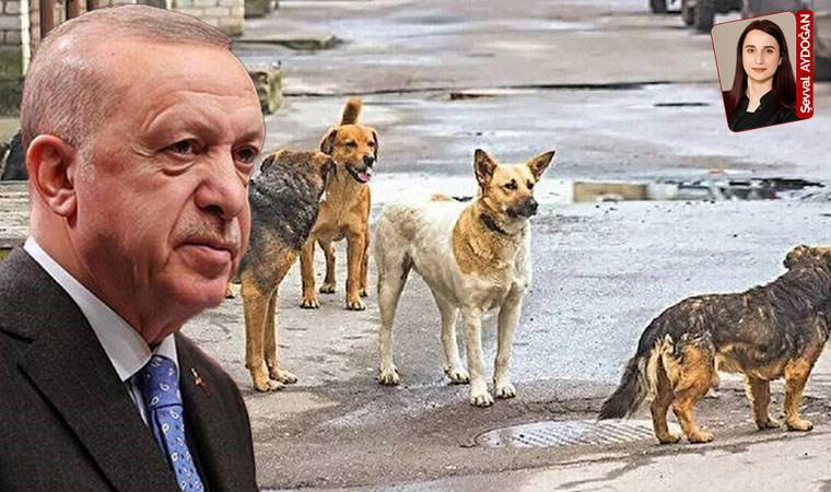 ‘Hayvanların toplatılması zaten öldürülmesi demek’