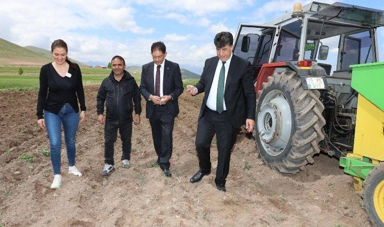 Erzurum’da ilk kez ekildi: Faydaları saymakla bitmiyor