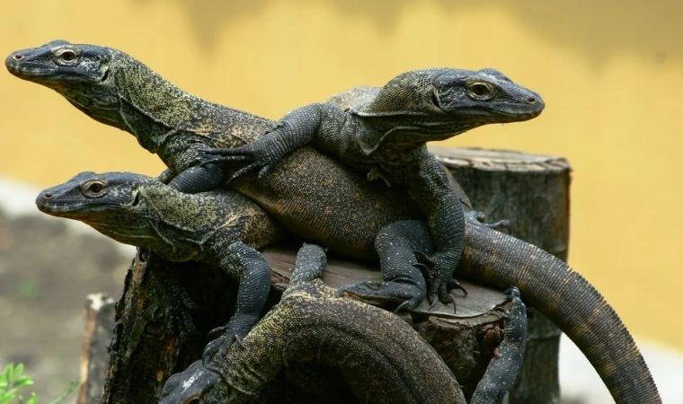 Aseksüel hayvanları tanıyalım... Onların üremek için bir eşe ihtiyaçları yok