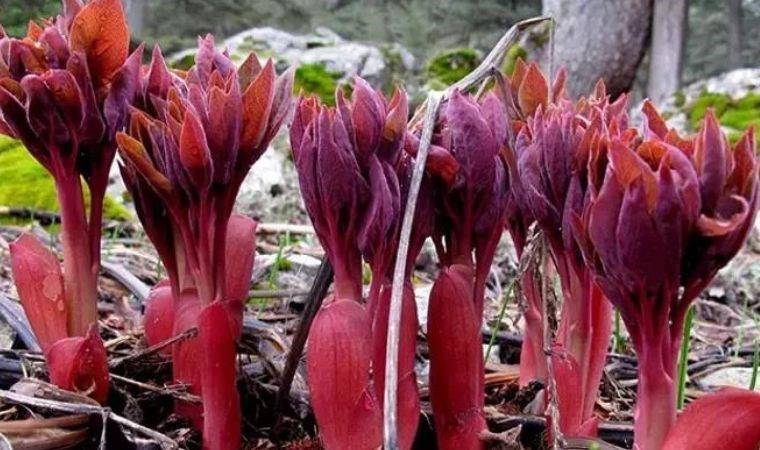 Sivas’ta 'Hollanda güzeli' hasadı