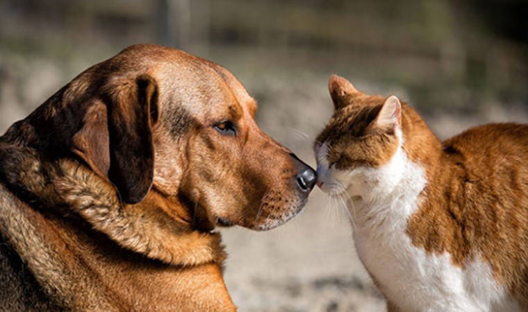 Türkiye Hayvanları Koruma Derneği’nden, AKP'nin 'uyutma' teklifine tepki: 'Acısız ölüm kılıfı altında...'