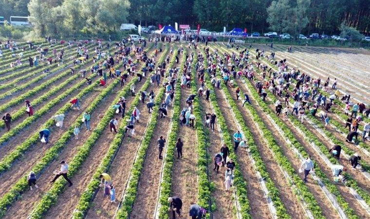 Geliri kız öğrencilere gidecekti: Tarlayı talan ettiler!