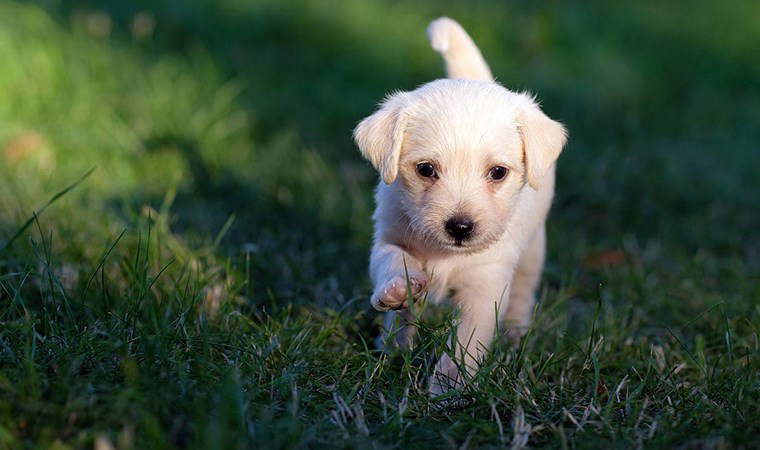 Köpek sahiplenmek isterken dolandırıldı