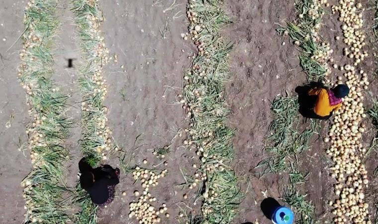 Amasya’da hasat başladı: Tarlada kilosu 7 TL! 428 bin tondan fazla rekolte bekleniyor