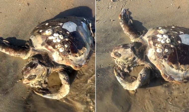 Edirne’de sahile ölü caretta caretta vurdu