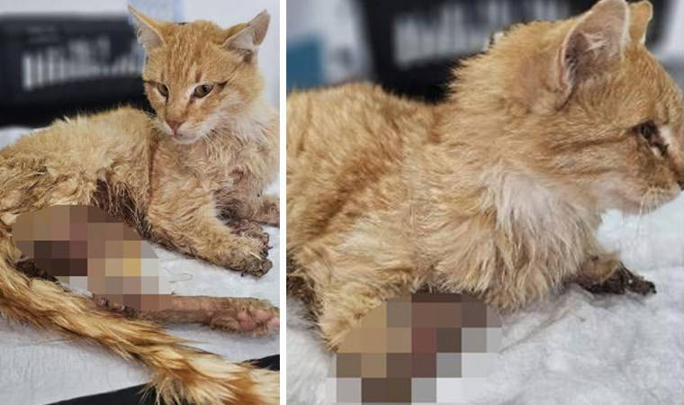 Kayseri'de vahşet: 3 ayağı kesilmiş halde bulunan kedi öldü