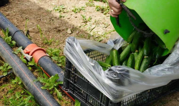 Marmara'nın 'Küçük Antalya'sı'nda hasat başladı: Tarlada 8 markette 25 TL