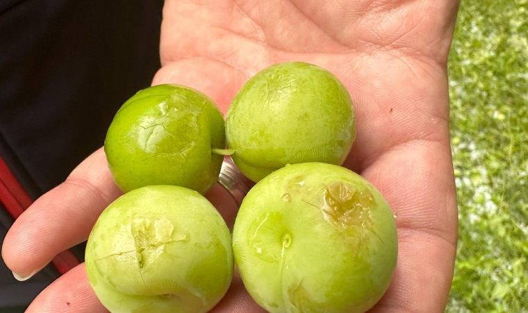 Iğdır'ın köylerini dolu ve sağanak vurdu; ulaşım aksadı