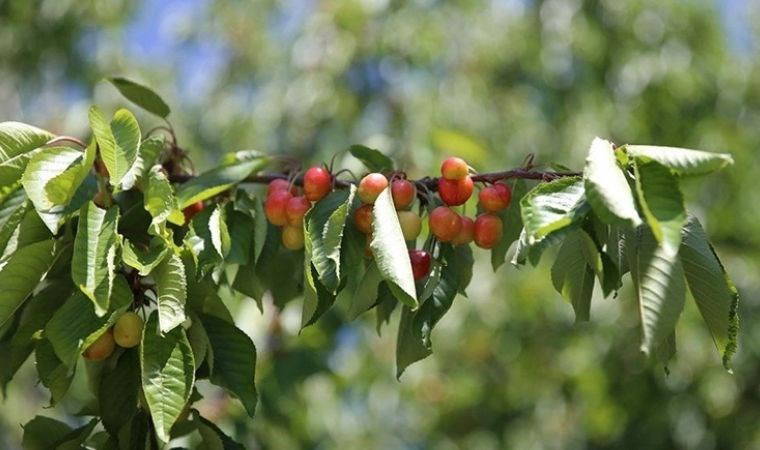 Malatya'nın tescilli lezzetinde bu sezon 800 ton rekolte bekleniyor