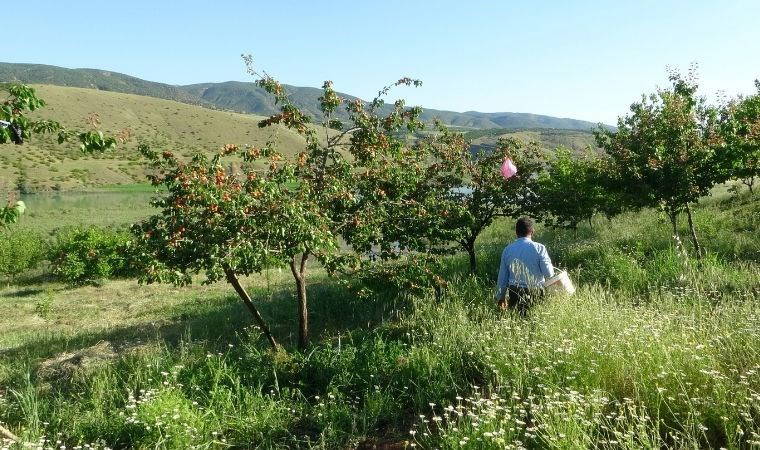 Deprem bölgesinde erkenci kayısının hasadı başladı