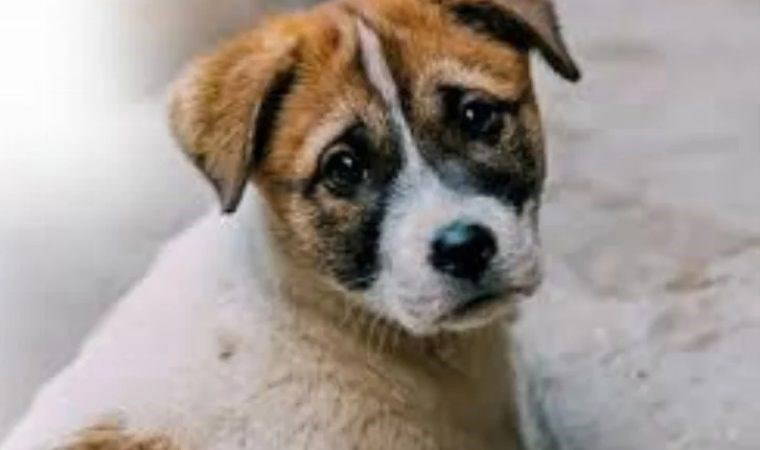 'Sokak hayvanları' tasarısı bu hafta TBMM'ye sunulacak