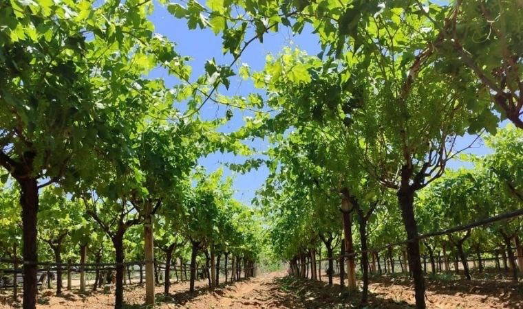 Salkımlar 25 cm'yi geçti: Manisa'da çiftçinin yüzü güldü